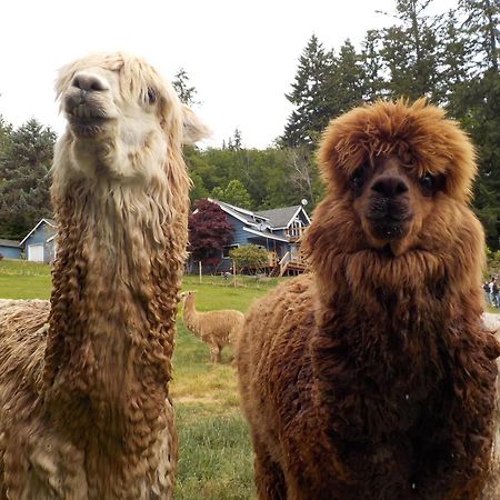 Oceanfront Studio/Loft: Alpacas, Oysters & Kayaks Shelton Exterior photo