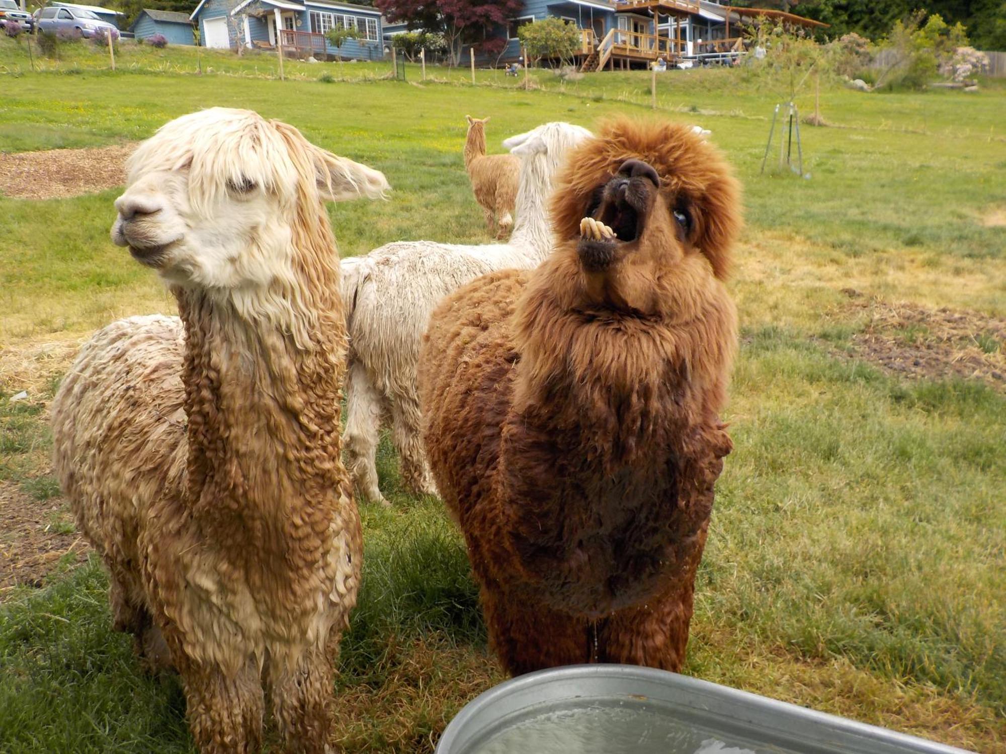 Oceanfront Studio/Loft: Alpacas, Oysters & Kayaks Shelton Exterior photo